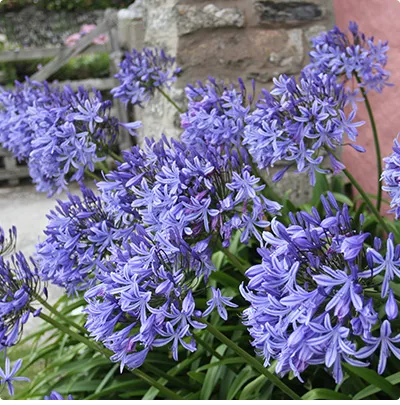 Agapanthus Pitchoune Blue – Vaso Ø24 cm