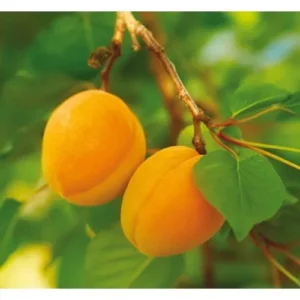 Albicocco Nano – Frutti Dolci e Compatti, Perfetto in Vaso