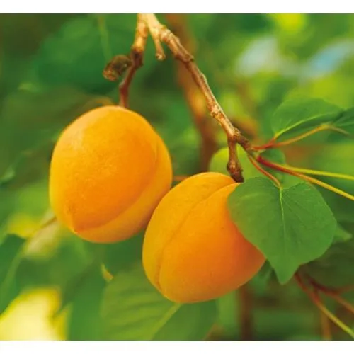 Albicocco Nano – Frutti Dolci e Compatti, Perfetto in Vaso