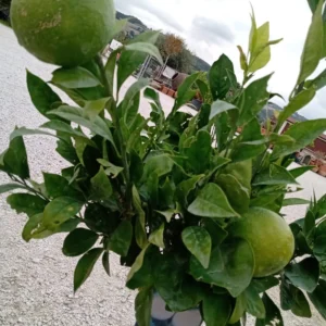 Arancio Valencia – Citrus Sinensis in Vaso Ø 20 cm Arancio Valencia – Citrus Sinensis in Vaso Ø 20 cm