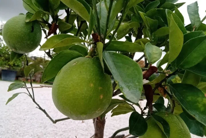 Arancio Washington Navel – Citrus Sinensis in Vaso Ø 20 cm