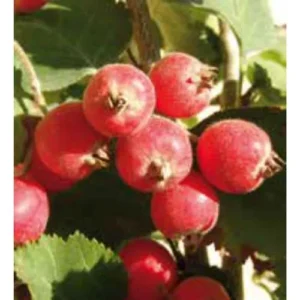 Azzeruolo Rosso – Alberello Rustico dai Frutti Dolci e Aciduli