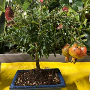 Bonsai Melograno – Fiori e Frutti Decorativi – Simbolo di Fertilità