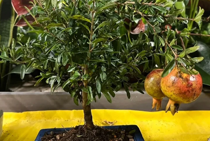 Bonsai Melograno – Fiori e Frutti Decorativi – Simbolo di Fertilità