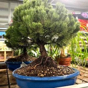 Pino Mugo in Versione Bonsai – Aghi Folti e Compatti per Forme Creative
