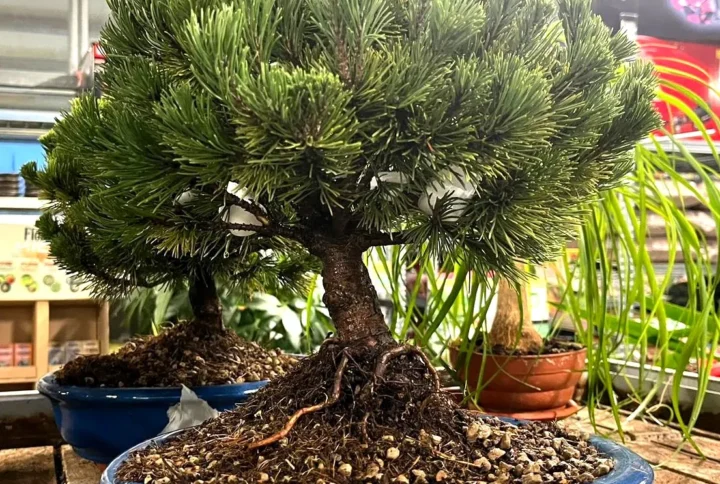 Pino Mugo in Versione Bonsai – Aghi Folti e Compatti per Forme Creative