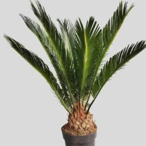 Cycas Revoluta – Palma nana decorativa da interno ed esterno