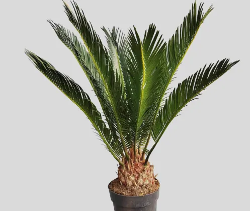 Cycas Revoluta – Palma nana decorativa da interno ed esterno
