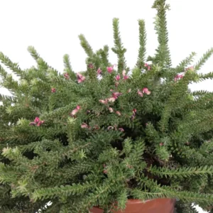 Grevillea Lanigera – Arbusto sempreverde fiorito
