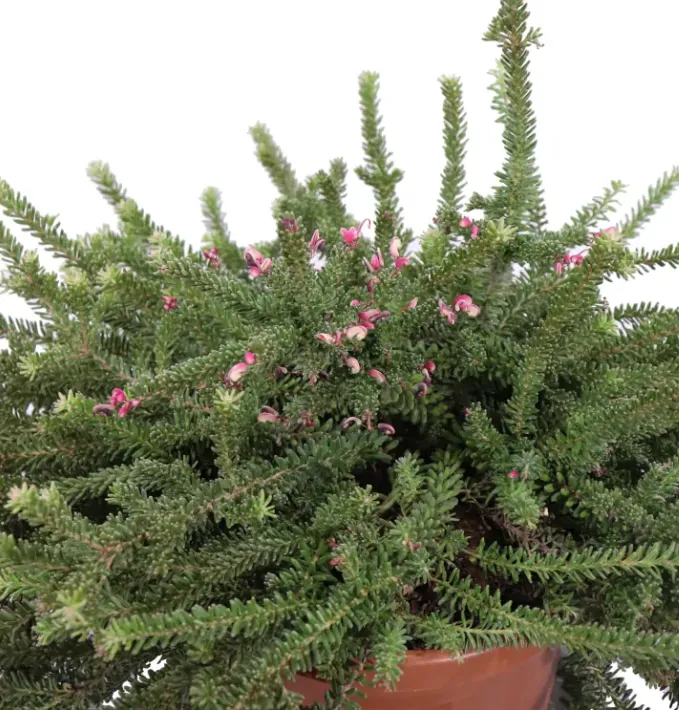 Grevillea Lanigera – Arbusto sempreverde fiorito