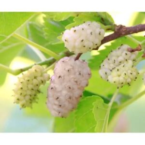 Gelso Bianco – Morus alba, Pianta Rustica e Ornamentale