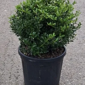 Ilex Crenata – Arbusto Sempreverde per Siepi e Bordure – Vaso Ø 20 H 20-25 cm