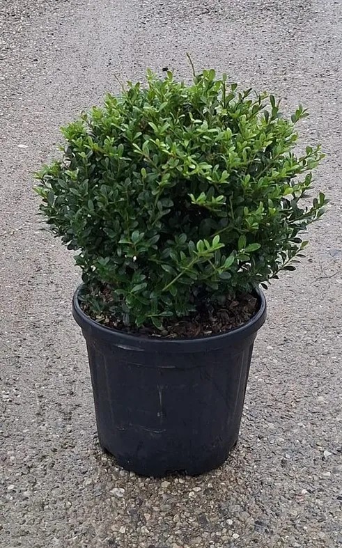 ILEXCRENATA