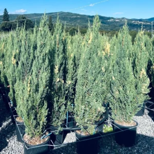 Juniperus Chinensis Variegata – Ginepro Ornamentale – Vaso Ø 24 H 80-100 cm