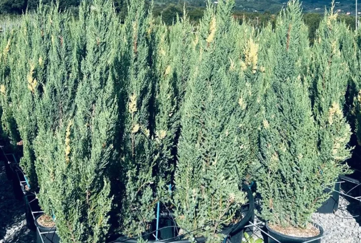 Juniperus Chinensis Variegata – Ginepro Ornamentale – Vaso Ø 24 H 80-100 cm