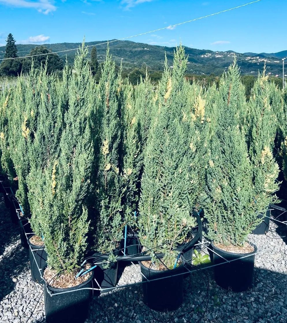 JUNIPERUSCHINENSISVARIEGATA