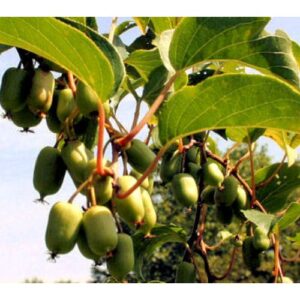 Kiwi Arguta – Mini Kiwi rampicante autofertile