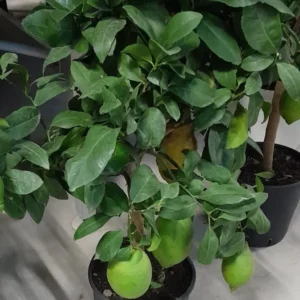 Limone 4 Stagioni – Pianta da frutto produttiva tutto l’anno