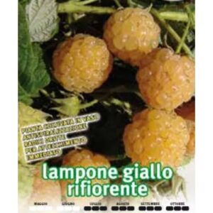 Lampone Giallo Rifiorente – Rubus idaeus L., Coltura Rustica  Vaso 12x11x11 lt 1,5