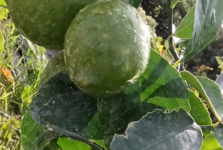 Lime – Citrus Aurantifolia in Vaso Ø 30 cm