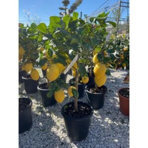 Limone – Citrus Limon in Vaso Ø 20 cm