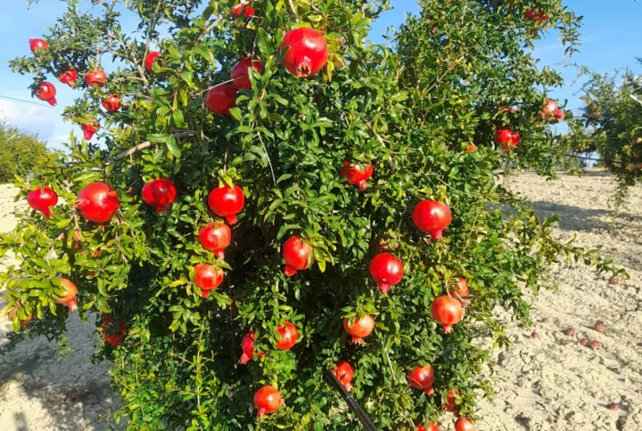 Melograno – Albero da frutto ornamentale resistente