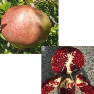Melograno Red Horse – Dolce, Polpa Rossa, Elevata Resa in Succo