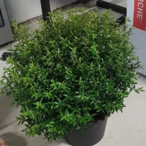 Mirto Siciliano – Arbusto profumato da giardino