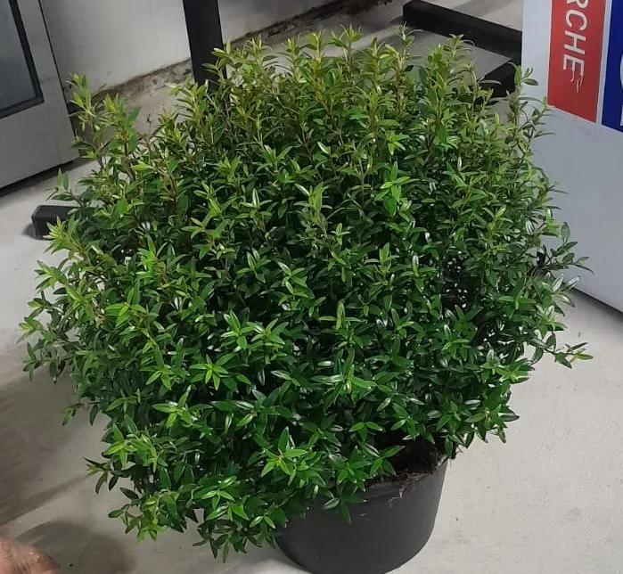 Mirto Siciliano – Arbusto profumato da giardino