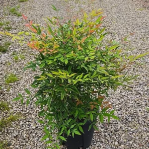 Nandina Domestica – Arbusto Ornamentale con Bacche Rosse – Vaso Ø 24 H 60-80 cm