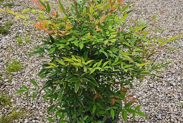 Nandina Domestica – Arbusto Ornamentale con Bacche Rosse – Vaso Ø 24 H 60-80 cm
