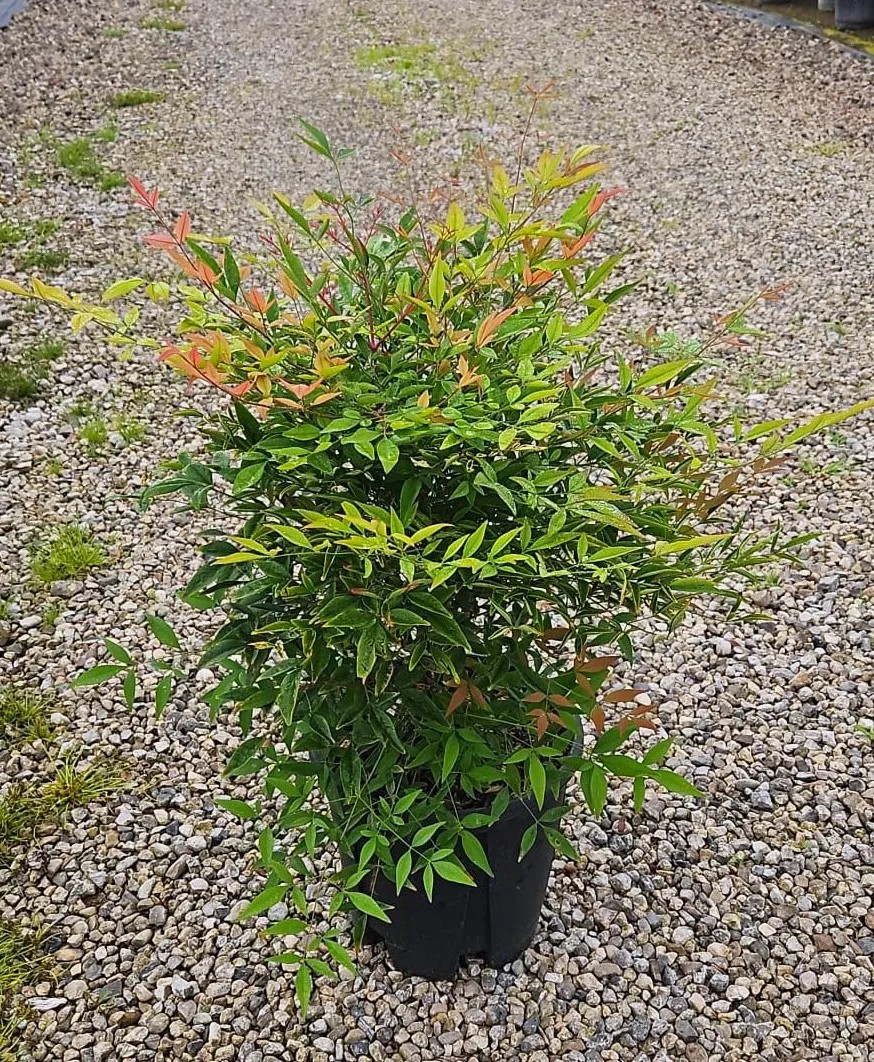 NANDINADOMESTICA