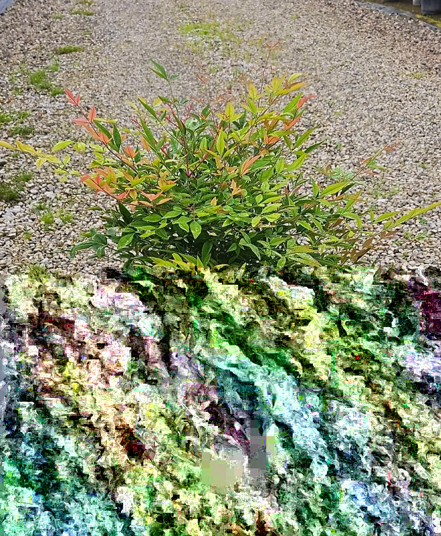 NANDINADOMESTICA