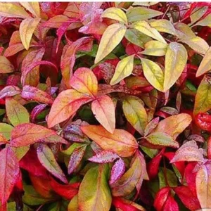 Nandina Fire Power – Vaso Ø 24
