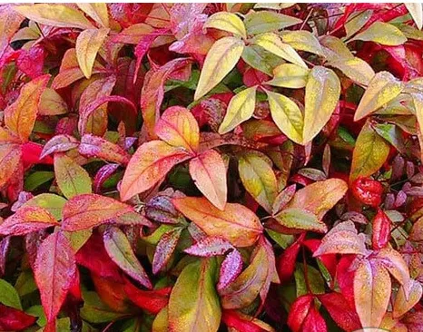 Nandina Fire Power – Vaso Ø 24