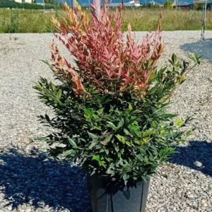 Nandina Gulf Stream – Foliage Decorativo Multistagionale – Vaso Ø 24