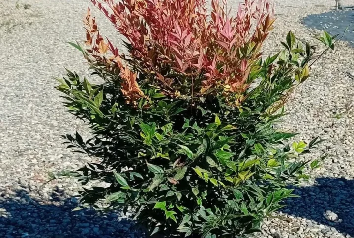 Nandina Gulf Stream – Foliage Decorativo Multistagionale – Vaso Ø 24