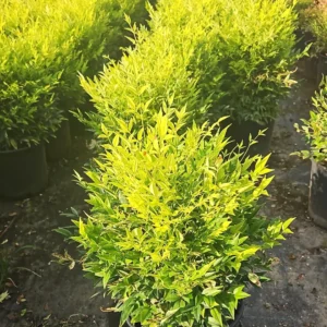 Nandina Lemon Lime – Fogliame Giallo-Verde Lime – Vaso Ø 24 H 30-40 cm Nandina Lemon Lime – Fogliame Giallo-Verde Lime – Vaso Ø 24 H 30-40 cm