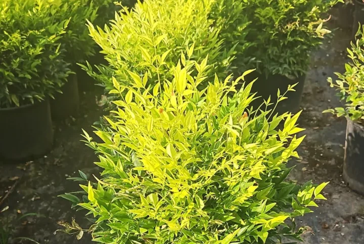 Nandina Lemon Lime – Fogliame Giallo-Verde Lime – Vaso Ø 24 H 30-40 cm