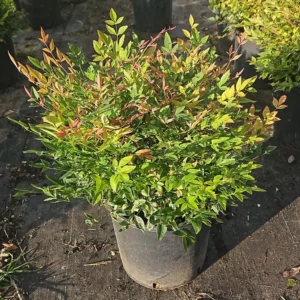 Nandina Twilight – Foliage Variegato e Colori Autunnali – Vaso Ø 24 H 30-40 cm