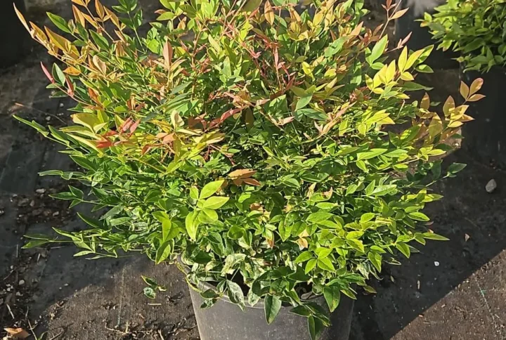 Nandina Twilight – Foliage Variegato e Colori Autunnali – Vaso Ø 24 H 30-40 cm