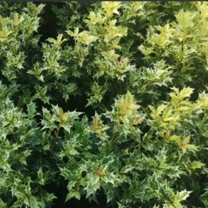 Osmanthus Tricolor – Falso Agrifoglio Variegato – Vaso Ø 40