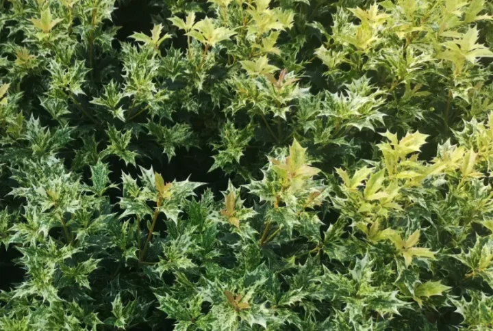 Osmanthus Tricolor – Falso Agrifoglio Variegato – Vaso Ø 40