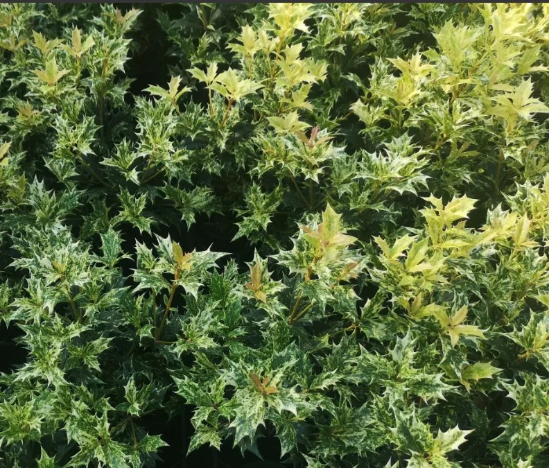 OSMANTHUSTRICOLOR