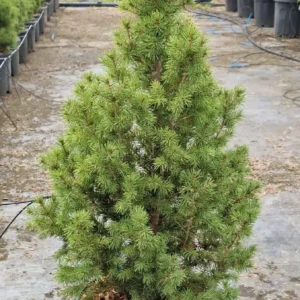 Picea Albertiana Conica – Conifera Nana da Giardino – Vaso Ø 22