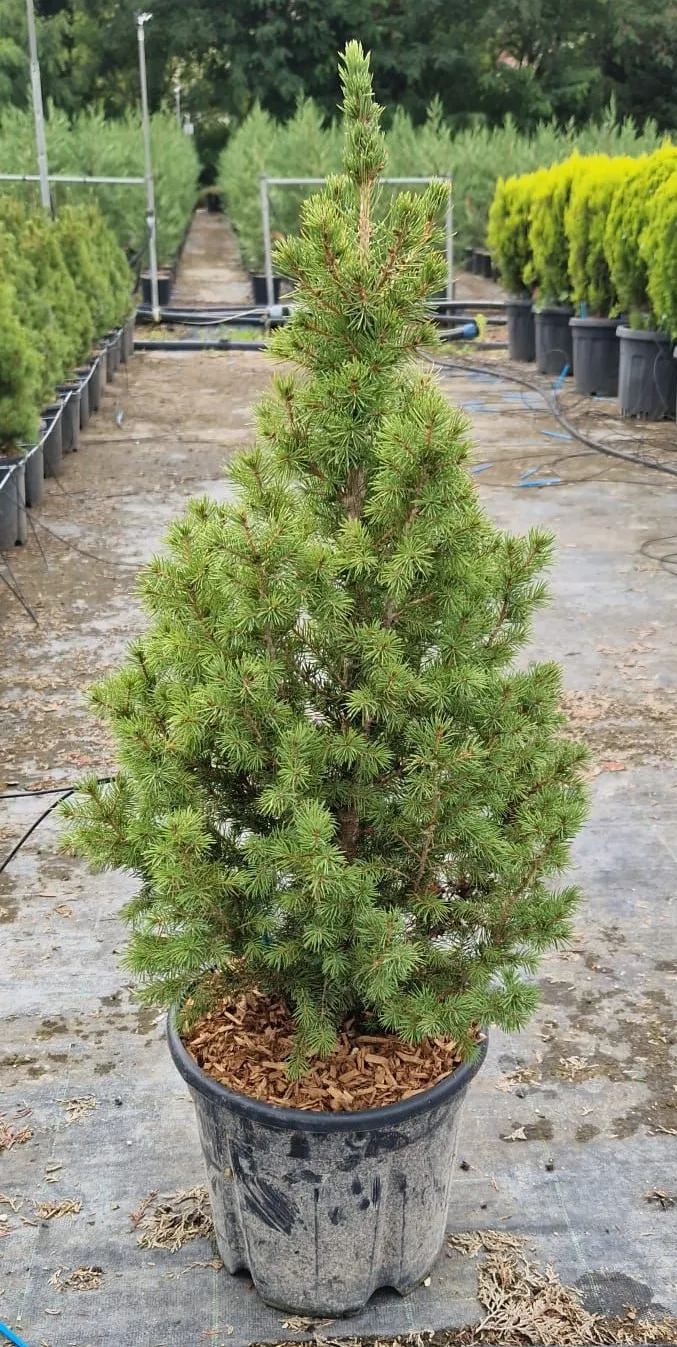 Picea Albertiana Conica – Conifera Nana da Giardino – Vaso Ø 22