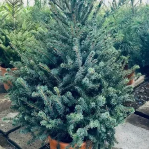 Picea Omorika – Conifera Slanciata Rustica – Vaso Ø 26