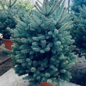 Picea Pungens ‘Fast Blue’ – Conifera Compatta Verde-Blu – Vaso Ø 26 H 80-100 cm