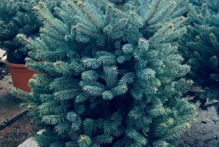 Picea Pungens ‘Fast Blue’ – Conifera Compatta Verde-Blu – Vaso Ø 26 H 80-100 cm