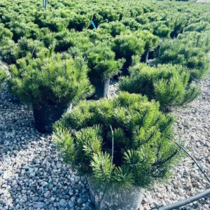 Pino Mugo – Arbusto Cespuglioso Sempreverde da Esterno Ø 24 cm